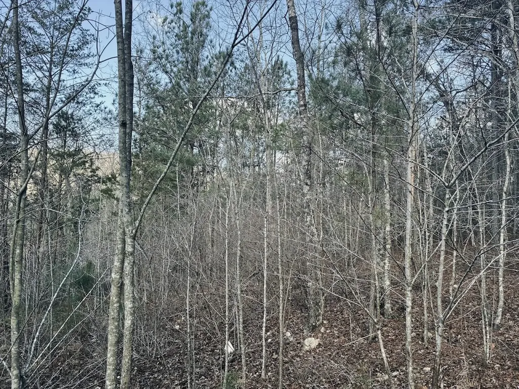 0 County Road 709 Valley Head AL 35989