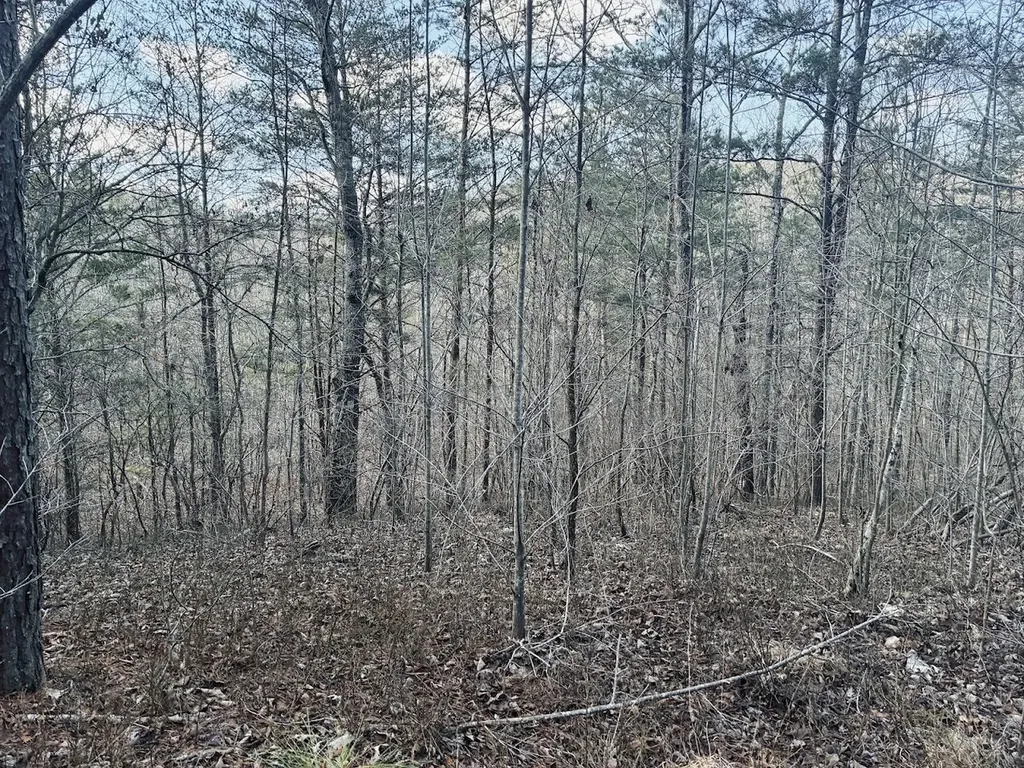 0 County Road 709 Valley Head AL 35989