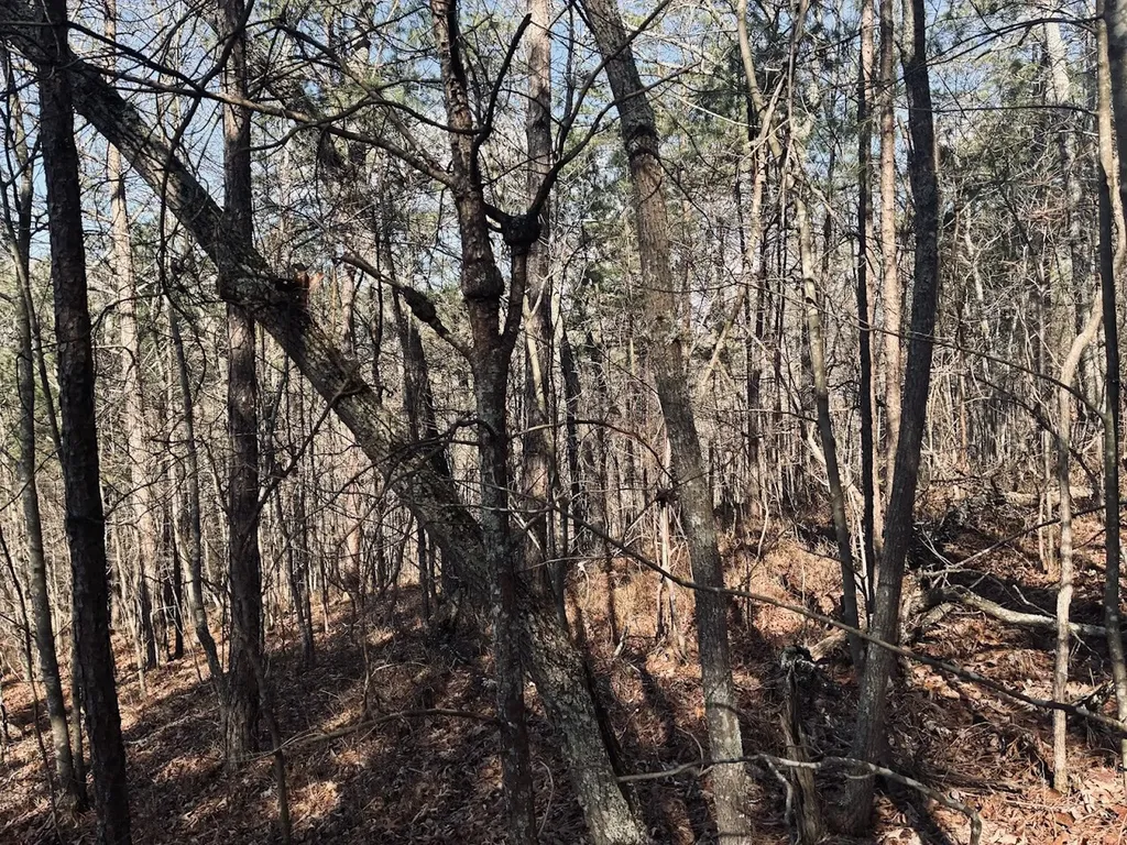 0 County Road 709 Valley Head AL 35989