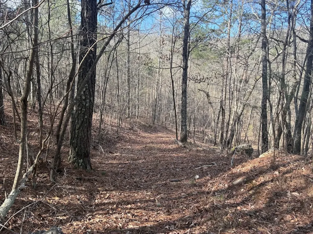 0 County Road 709 Valley Head AL 35989