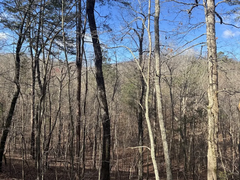 0 County Road 709 Valley Head AL 35989