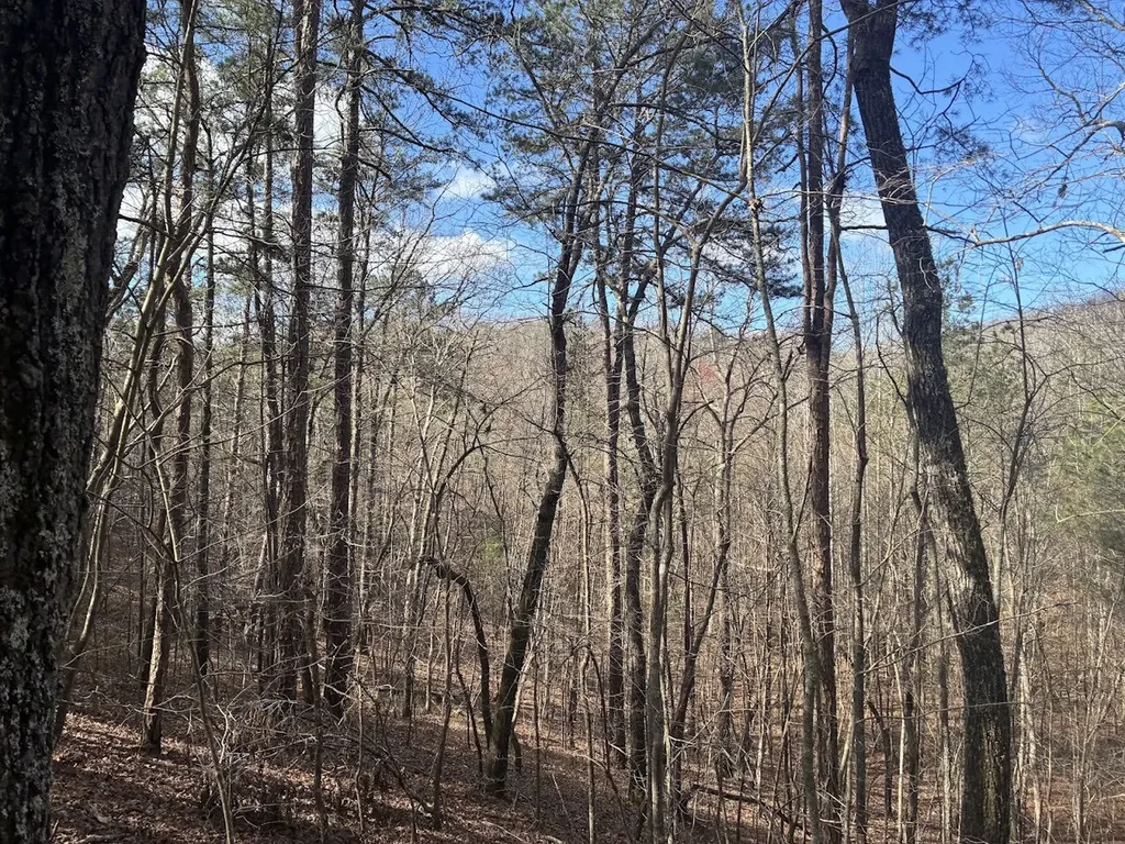 0 County Road 709 Valley Head AL 35989