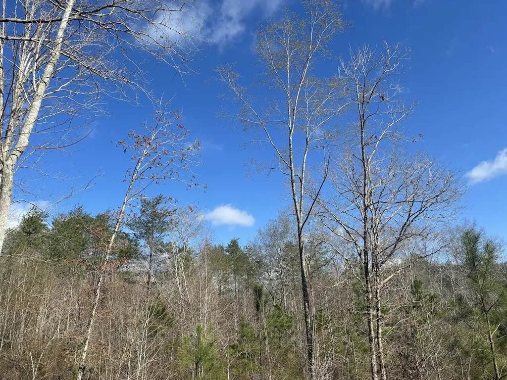 0 County Road 709 Valley Head AL 35989
