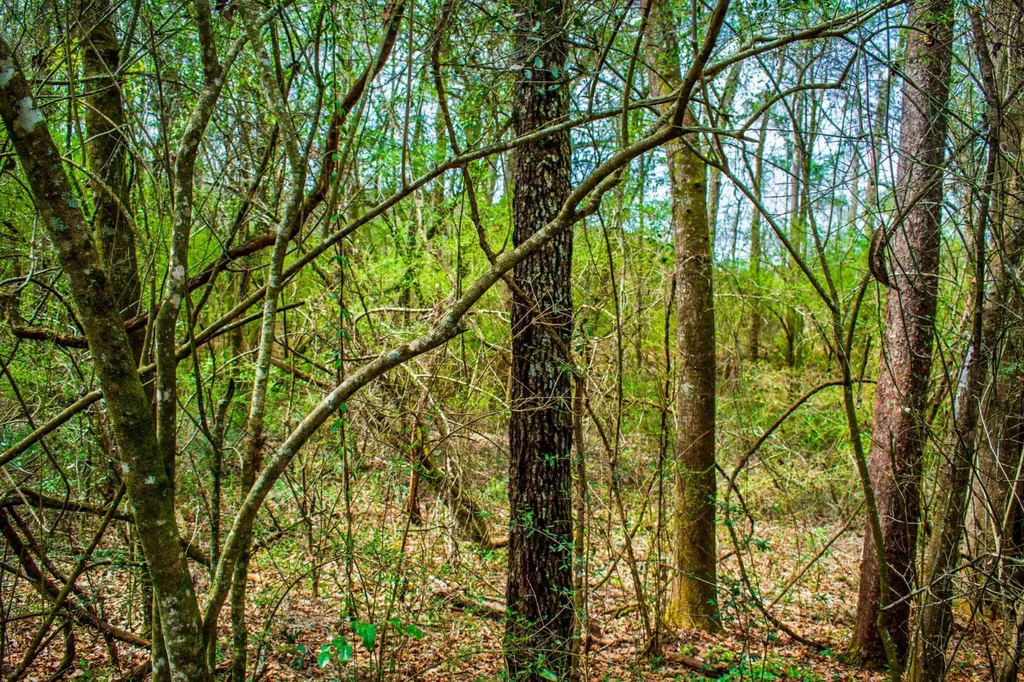 27180 Deer Run Road Opp AL 36467