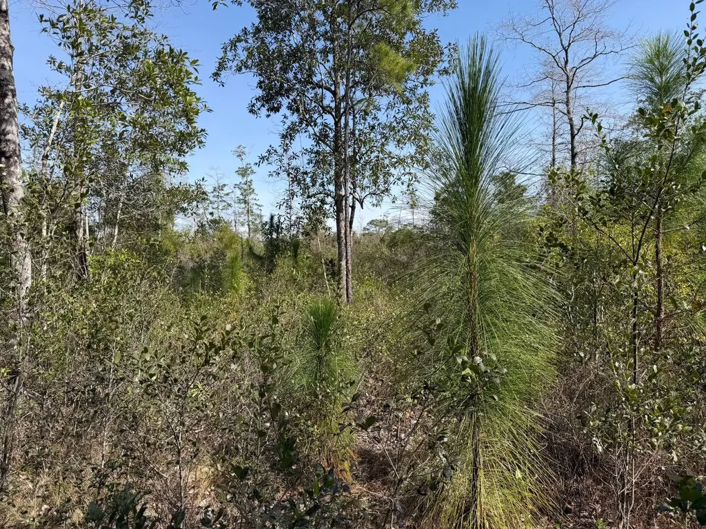 0 Comalander Lane Fairhope AL 36532
