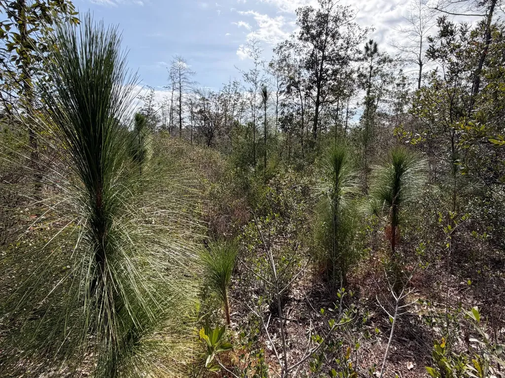0 Comalander Lane Fairhope AL 36532