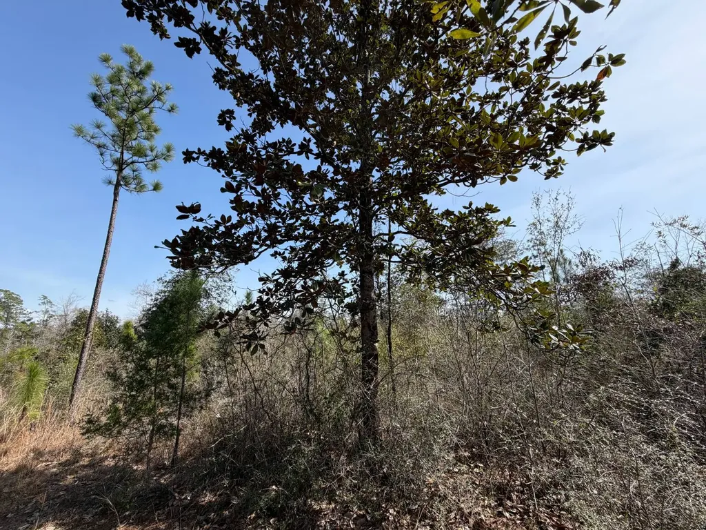 0 Comalander Lane Fairhope AL 36532