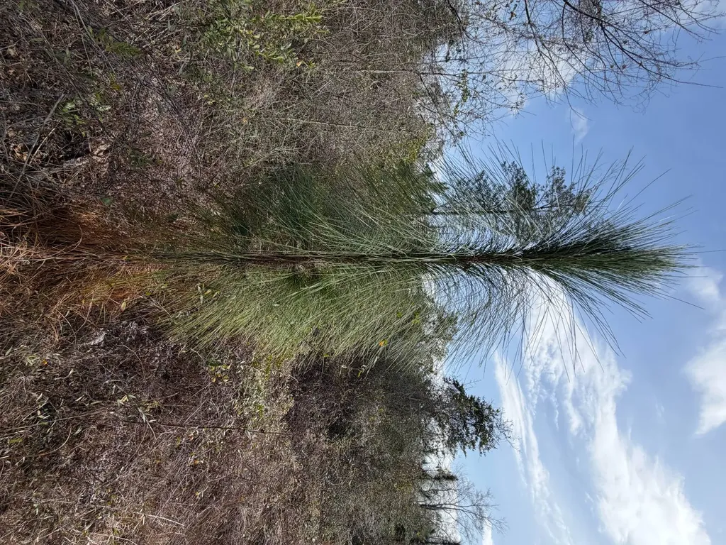0 Comalander Lane Fairhope AL 36532