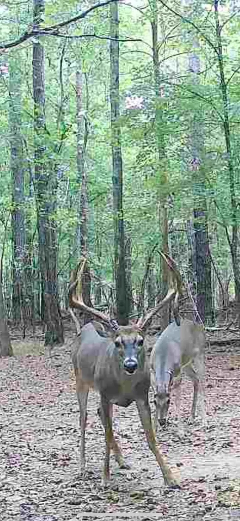 0 Co Road 11 Orrville AL 36767