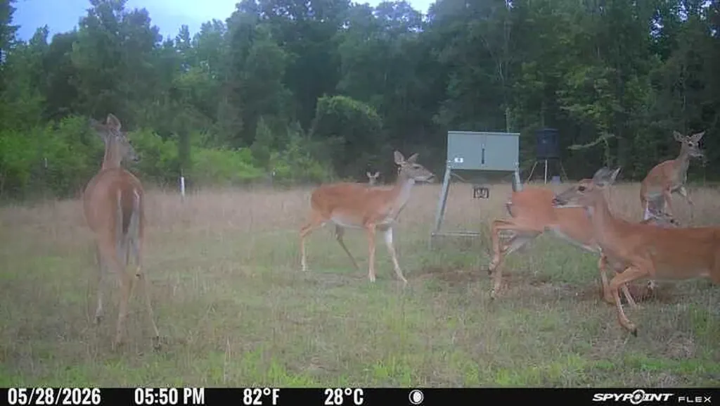0 Co Road 11 Orrville AL 36767