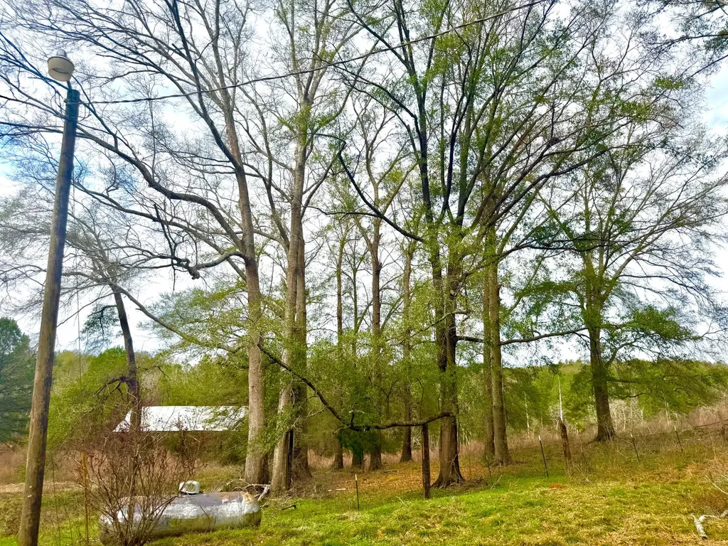 2181 Birch Road Whatley AL 36482