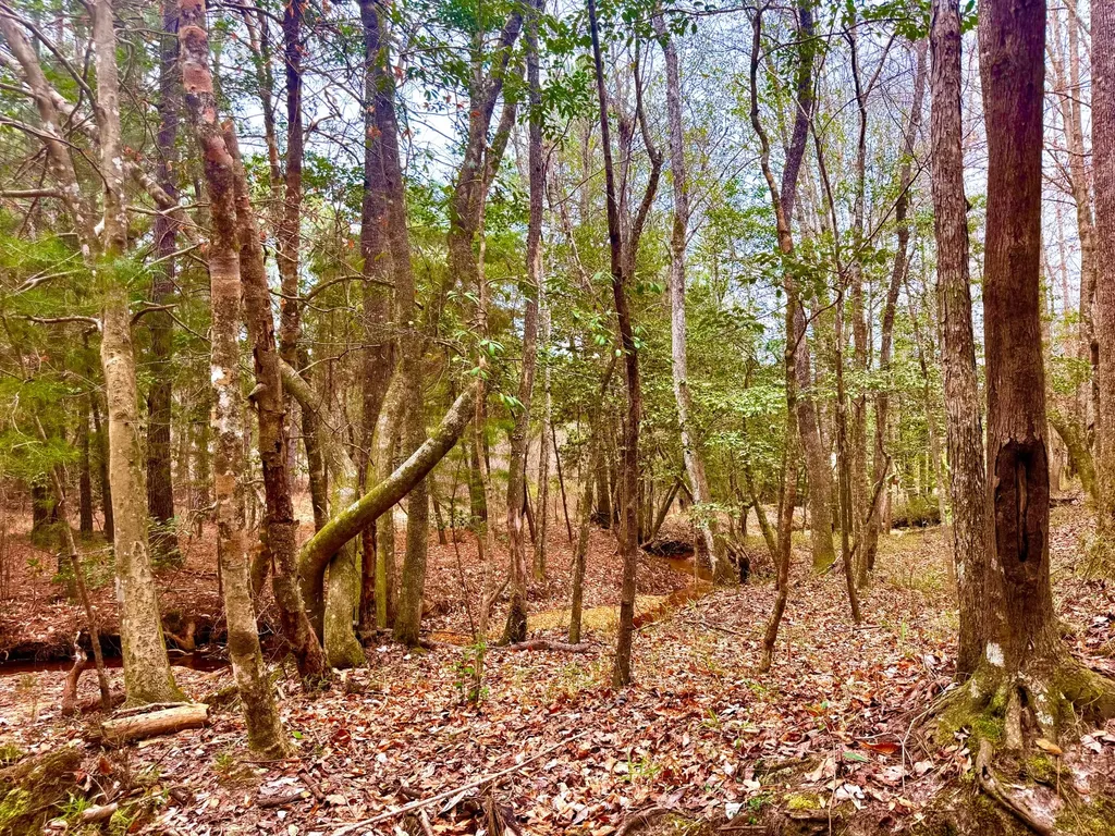 2181 Birch Road Whatley AL 36482