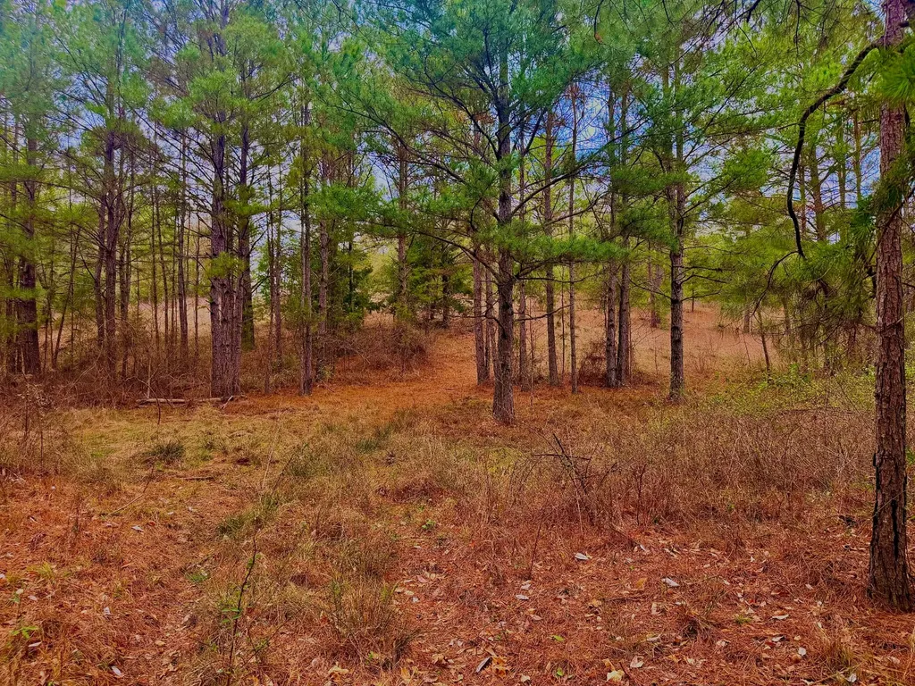 2181 Birch Road Whatley AL 36482