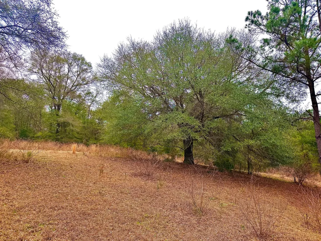 2181 Birch Road Whatley AL 36482