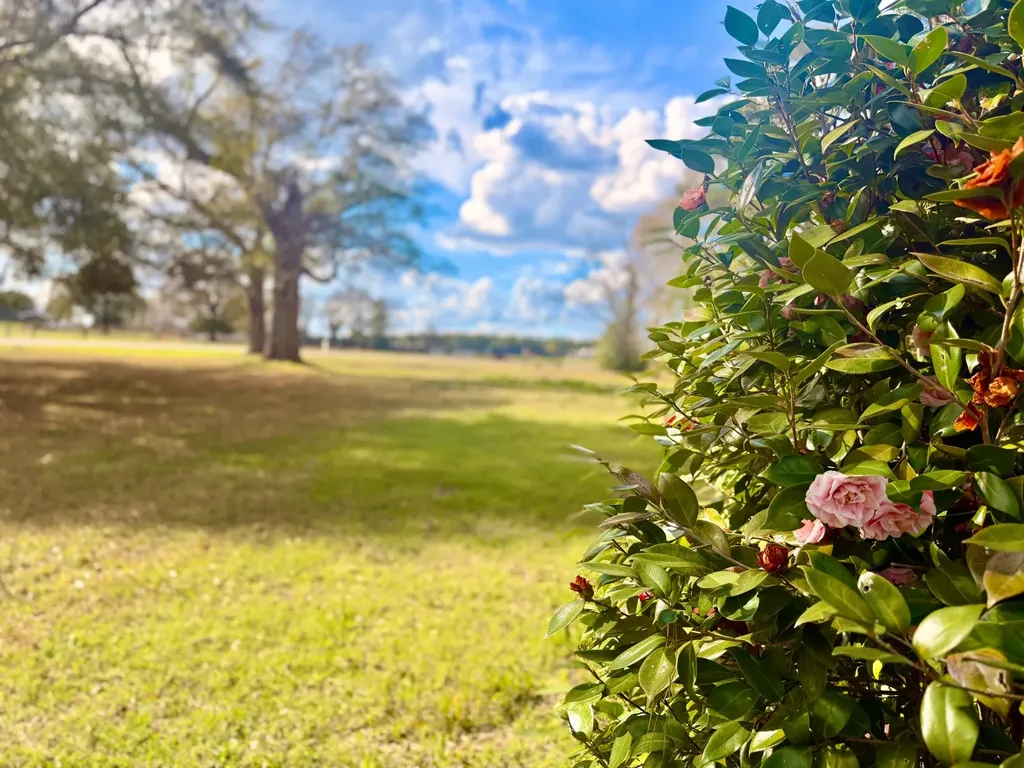 43 Sunrise Lane Grove Hill AL 36451