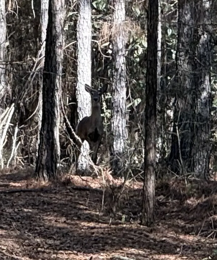 0 County Road 3 Headland AL 36345