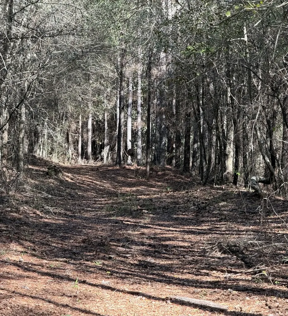 0 County Road 3 Headland AL 36345