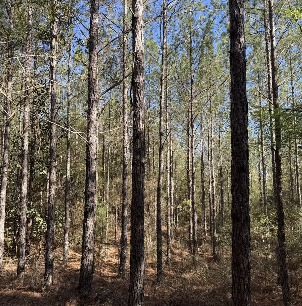 0 County Road 3 Headland AL 36345