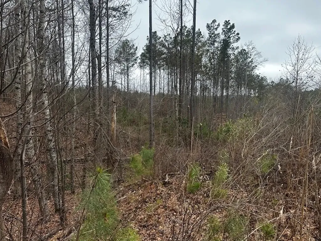 Coker Spur Road Red Bay AL 35582