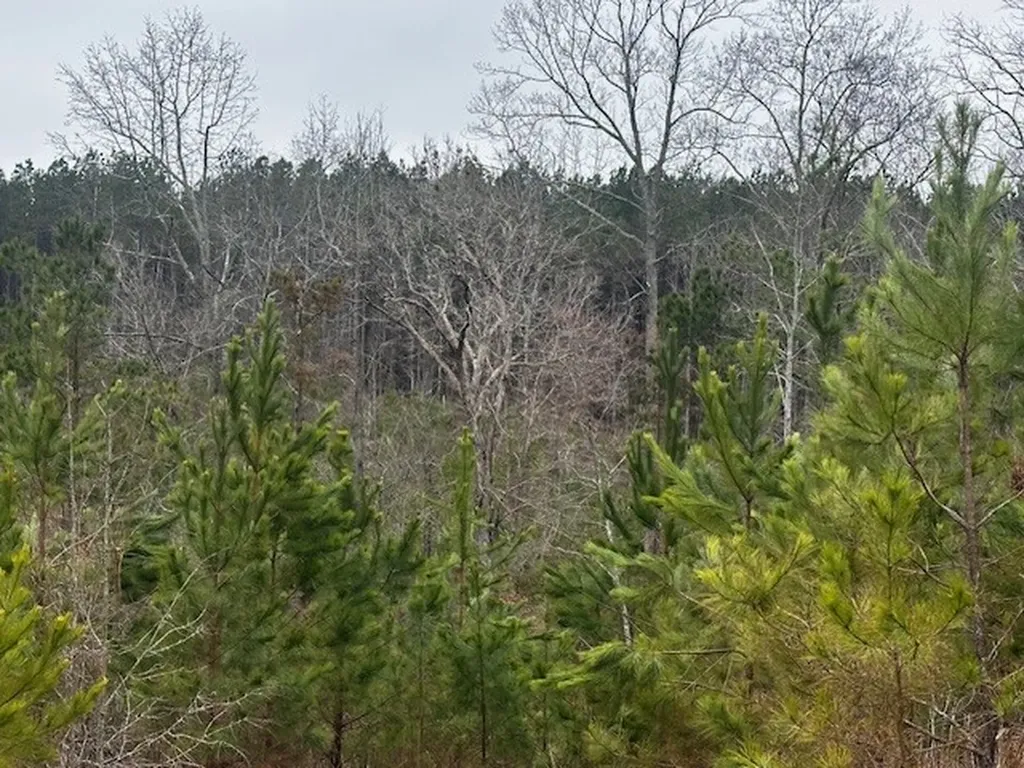Coker Spur Road Red Bay AL 35582
