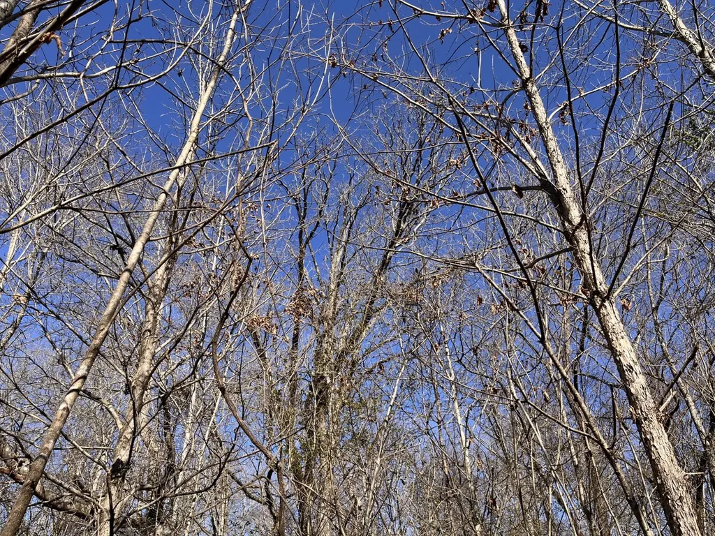 0 Co Road 65 Swaim AL 35745