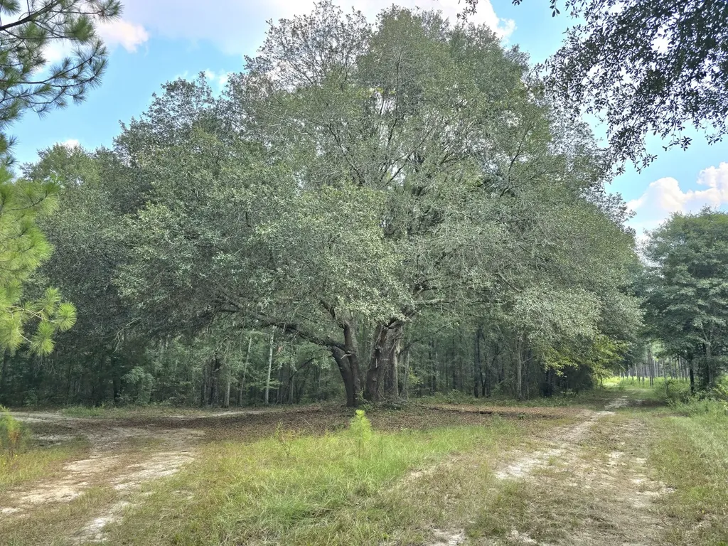 268 Jonestown Road Clio AL 36017