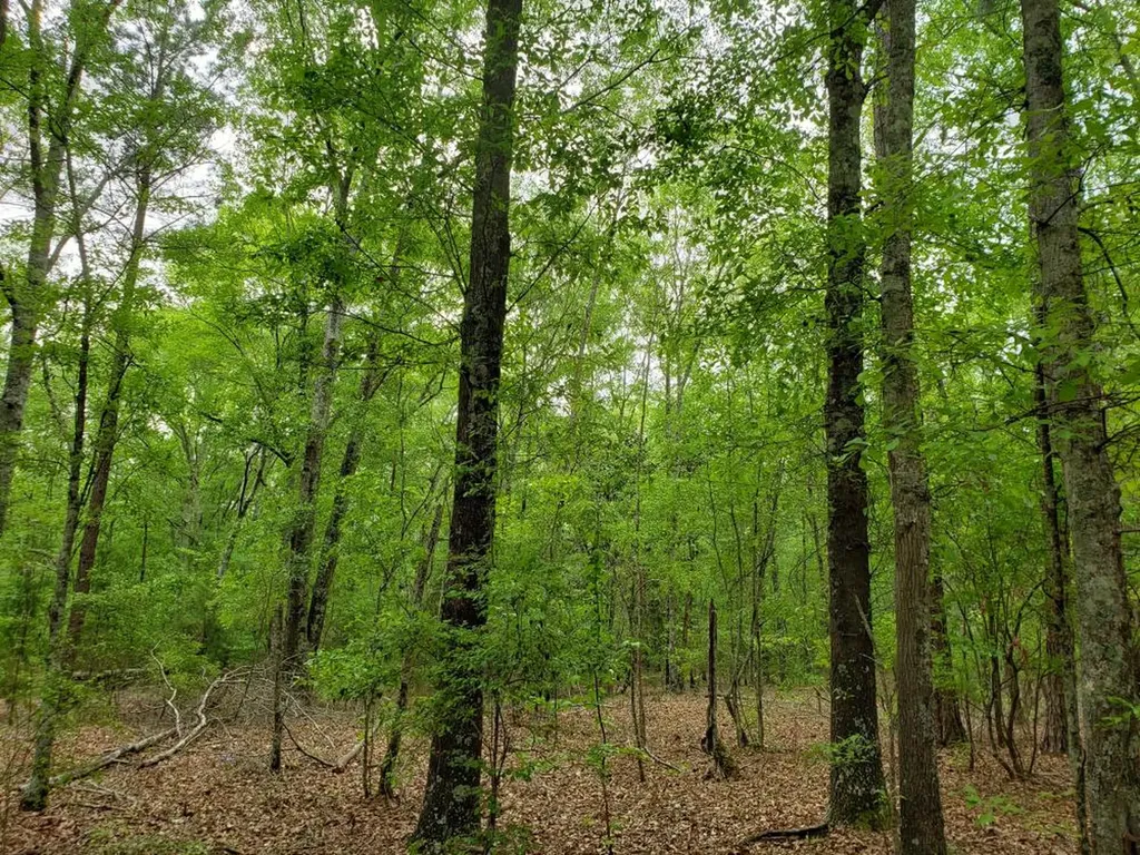 268 Jonestown Road Clio AL 36017