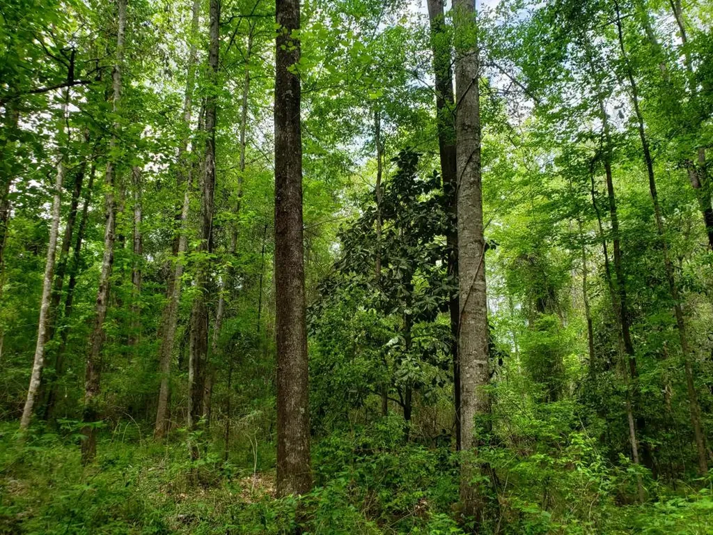 268 Jonestown Road Clio AL 36017