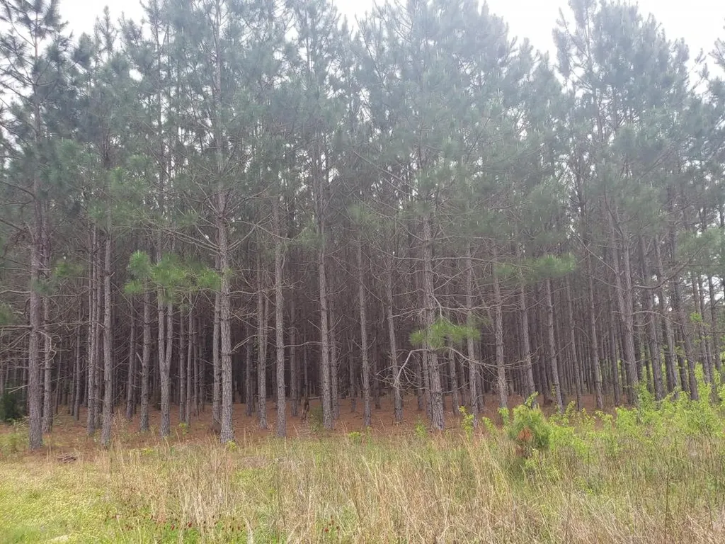 268 Jonestown Road Clio AL 36017