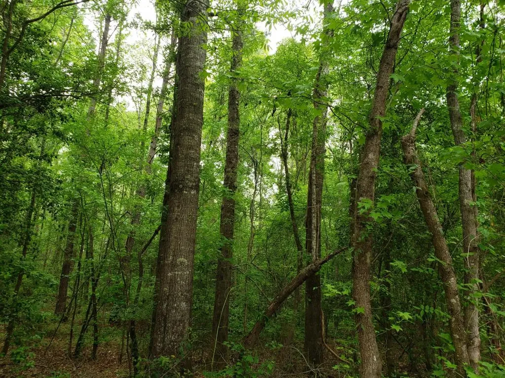 268 Jonestown Road Clio AL 36017