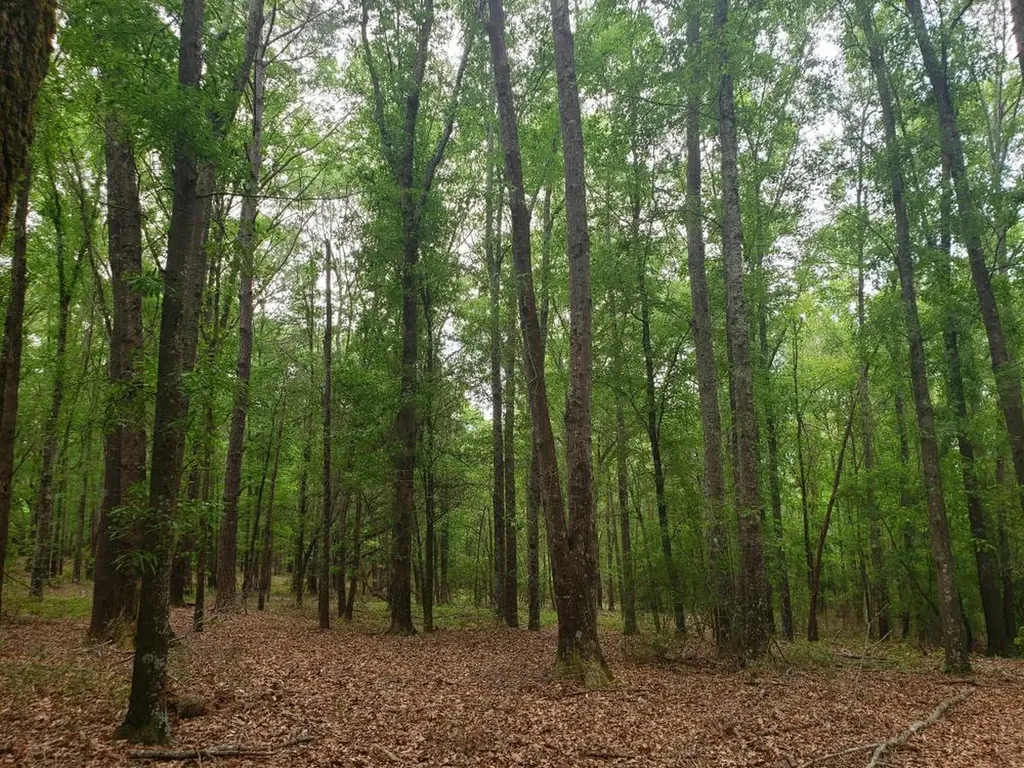 268 Jonestown Road Clio AL 36017