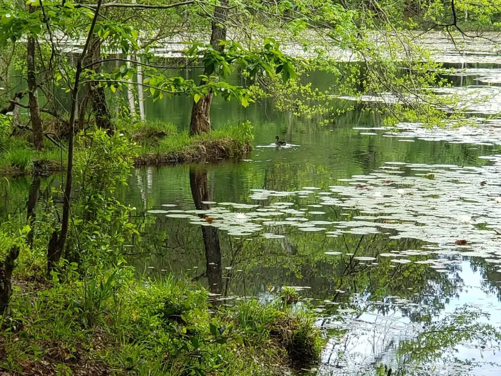 268 Jonestown Road Clio AL 36017