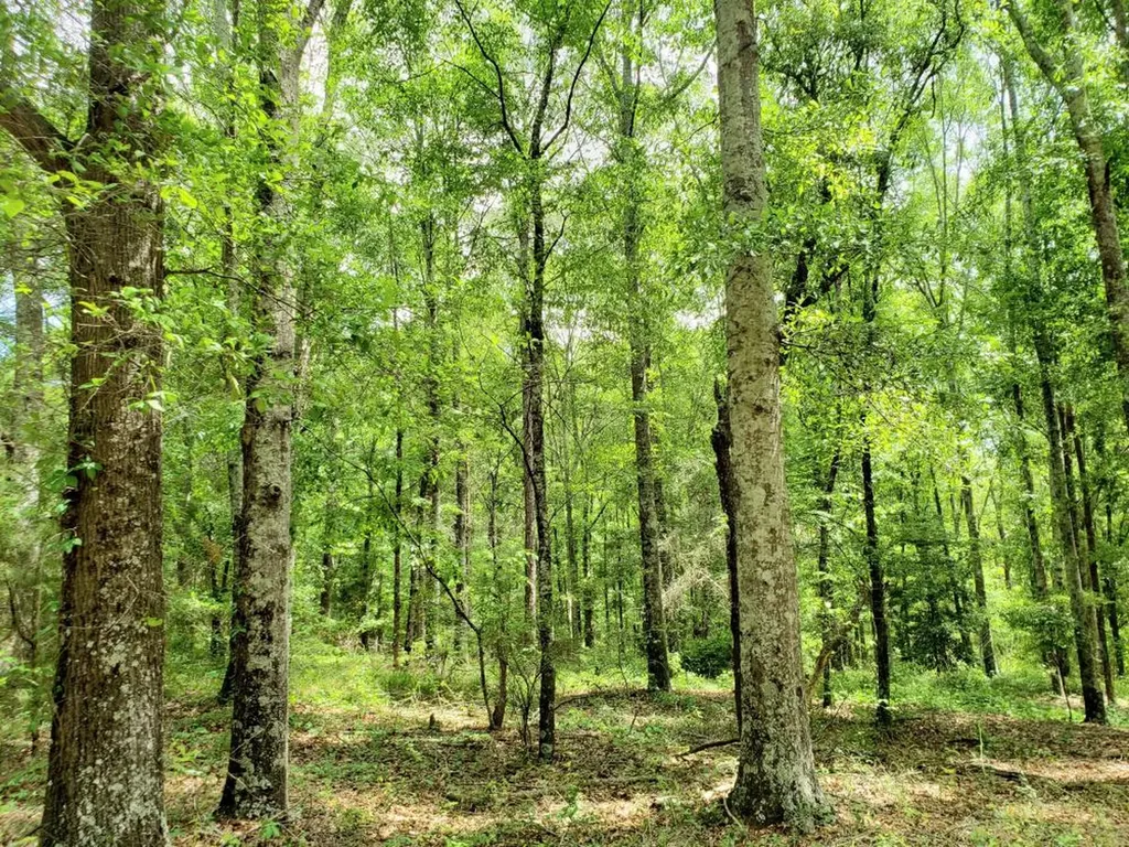 268 Jonestown Road Clio AL 36017