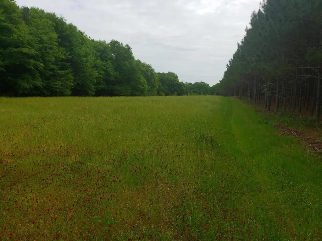 268 Jonestown Road Clio AL 36017