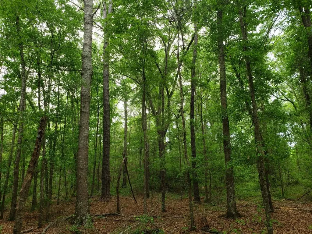 268 Jonestown Road Clio AL 36017