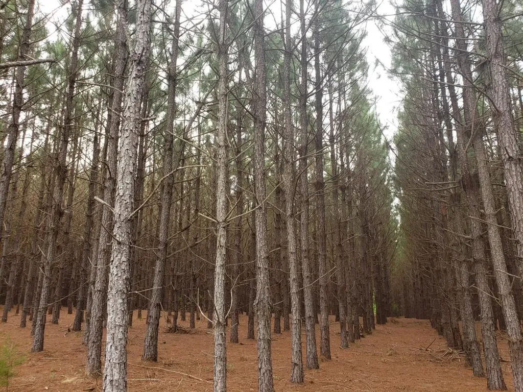 268 Jonestown Road Clio AL 36017