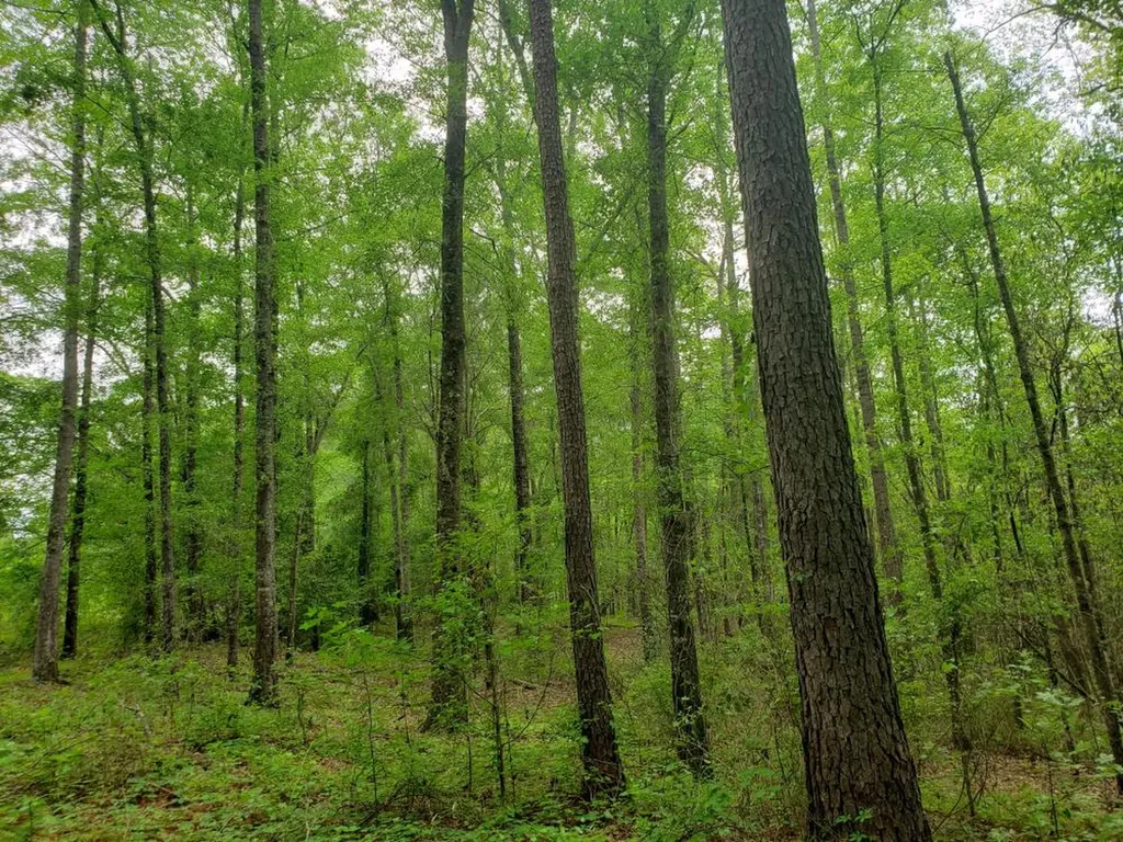 268 Jonestown Road Clio AL 36017