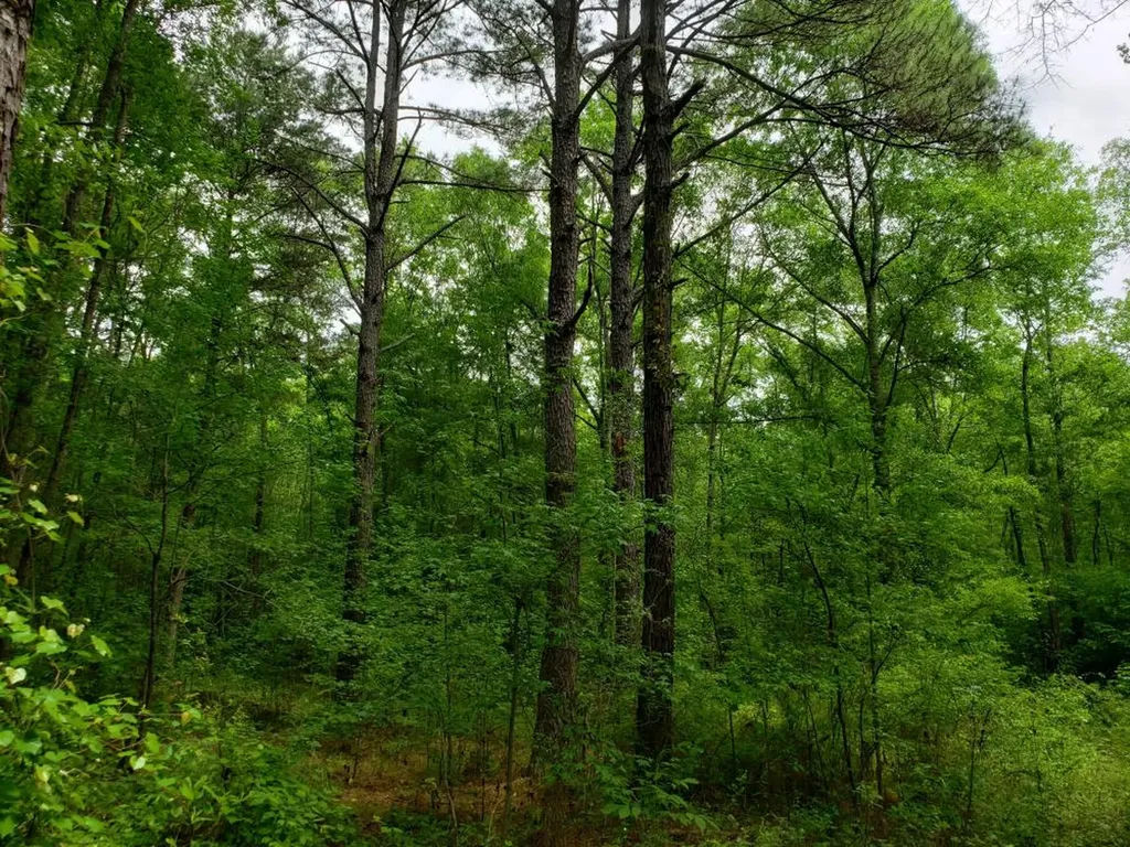 268 Jonestown Road Clio AL 36017