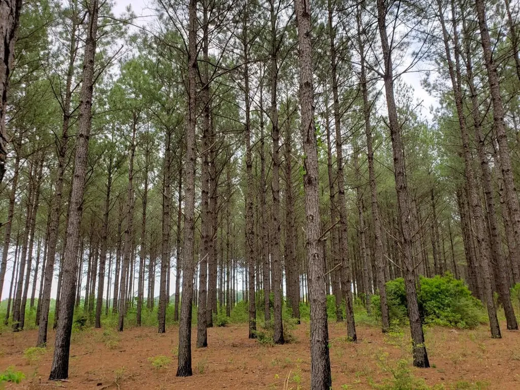 268 Jonestown Road Clio AL 36017