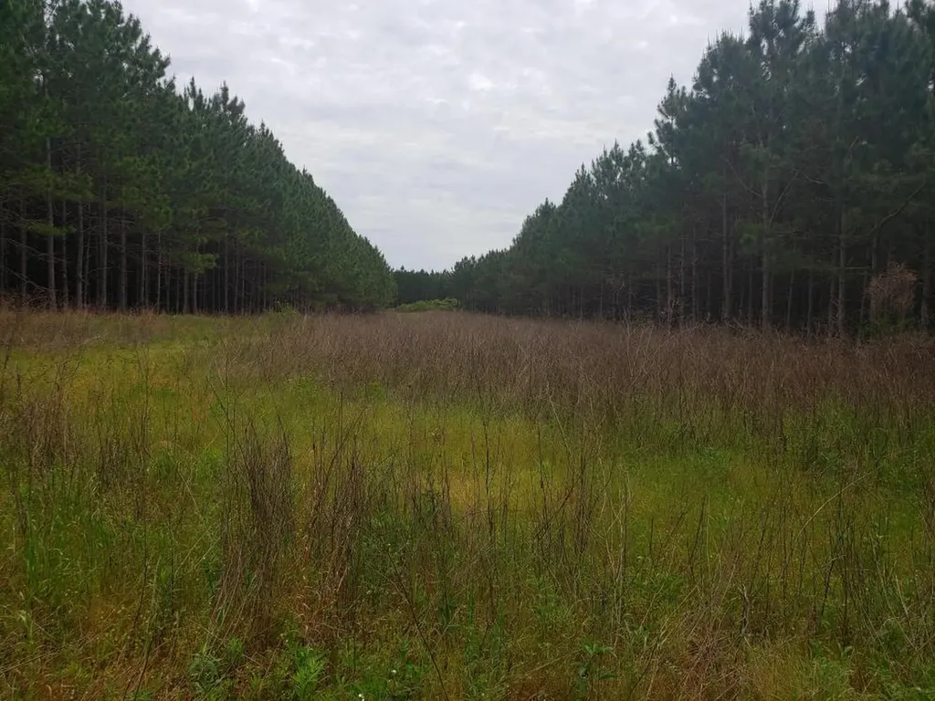 268 Jonestown Road Clio AL 36017