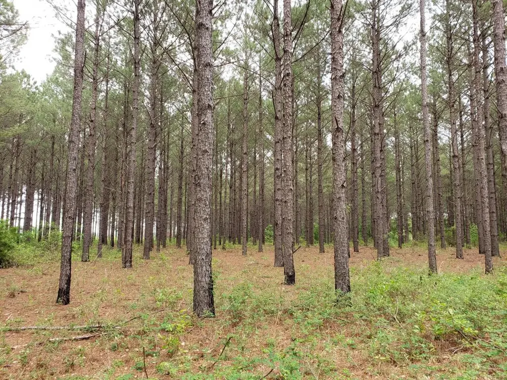 268 Jonestown Road Clio AL 36017