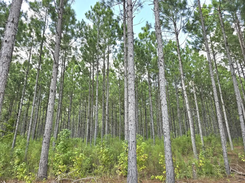 268 Jonestown Road Clio AL 36017