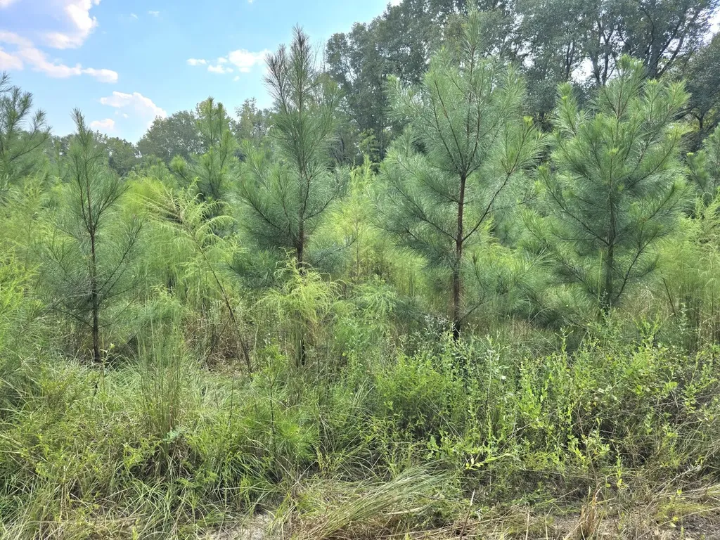 268 Jonestown Road Clio AL 36017