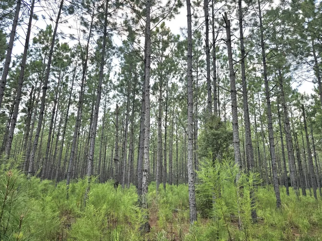 268 Jonestown Road Clio AL 36017