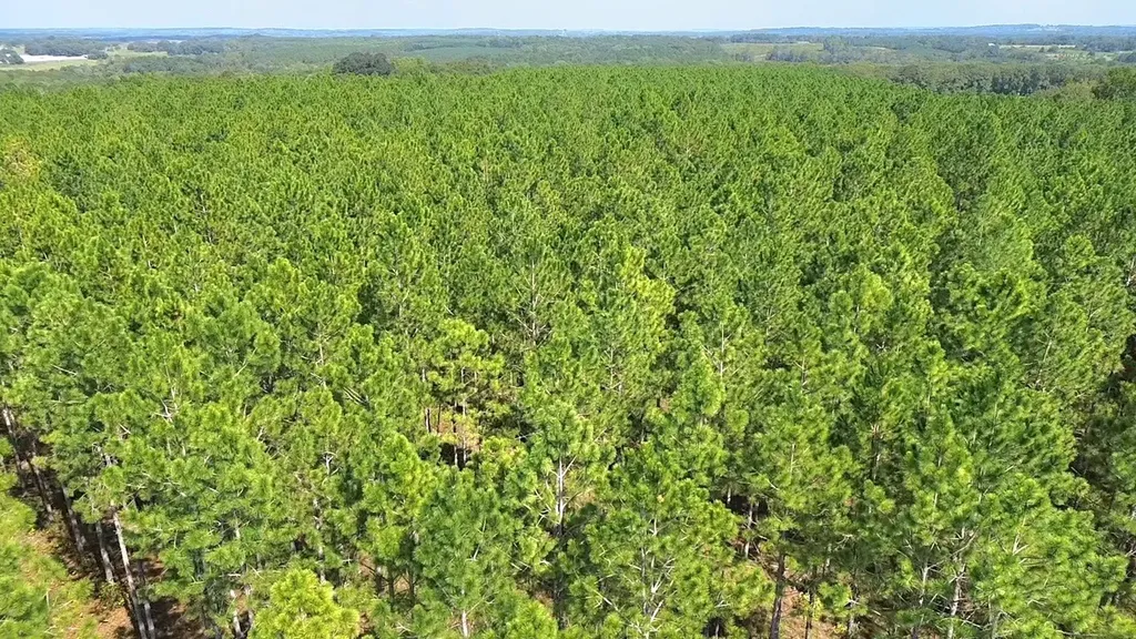 268 Jonestown Road Clio AL 36017