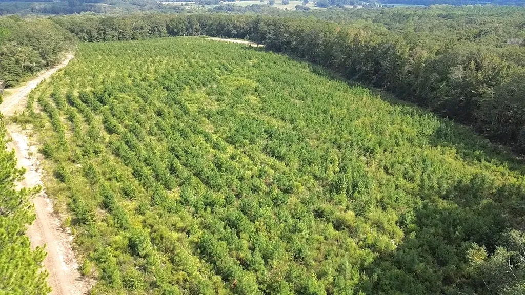 268 Jonestown Road Clio AL 36017