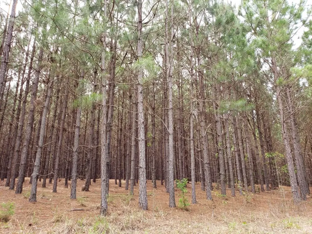 268 Jonestown Road Clio AL 36017