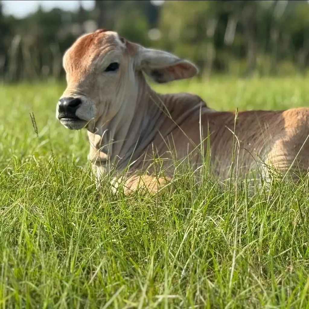 1630 Cr-24 Auburn AL 36830