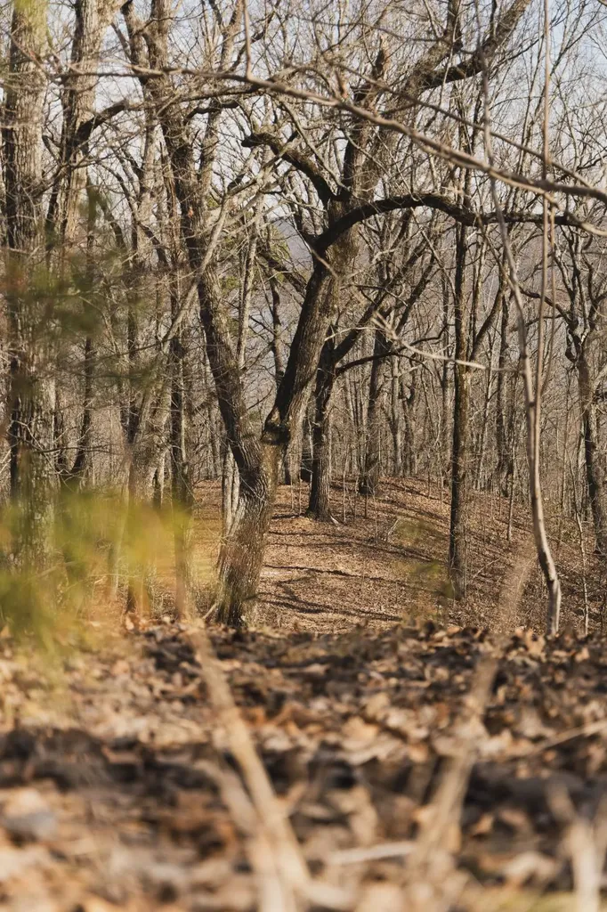 0 Salting Ground Road Cherokee AL 35616