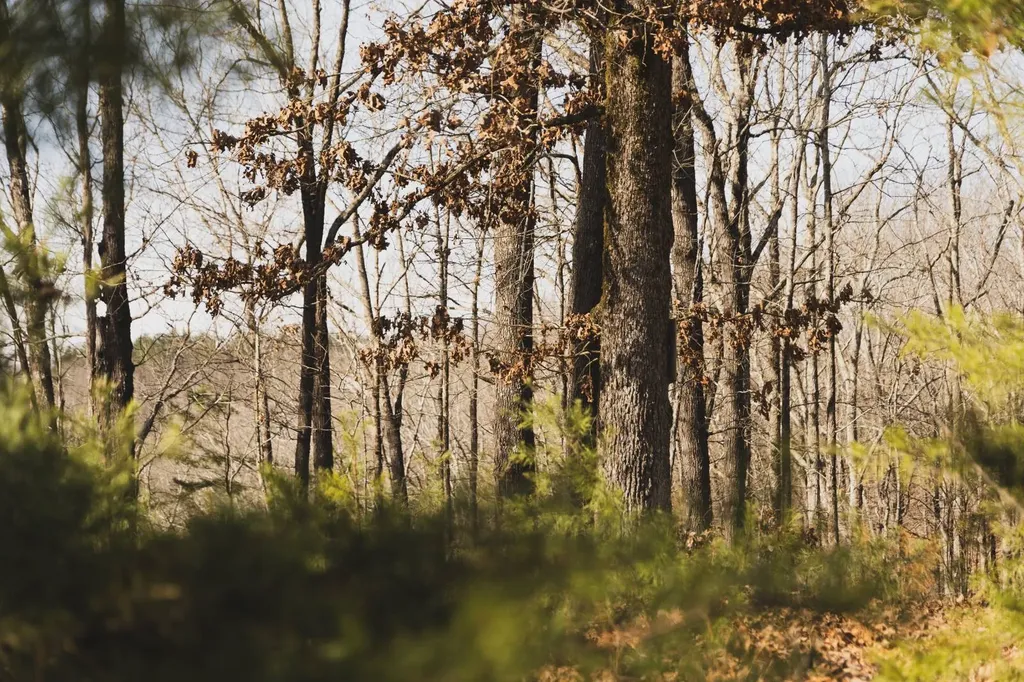 0 Salting Ground Road Cherokee AL 35616